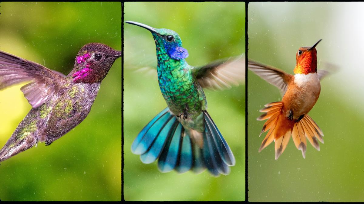 Test de personalidad: escoge un colibrí y descubre cuál es tu talento oculto